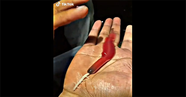 Strange creature spitting venom like silk, causing netizens to tremble in fear and ask what it is