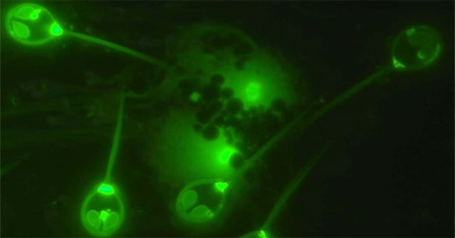 Strange creatures can survive without oxygen