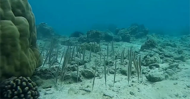 Strange fish with vertical swimming posture