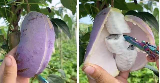 Strange fruit that looks like a mango but is purple and inside is like a banana