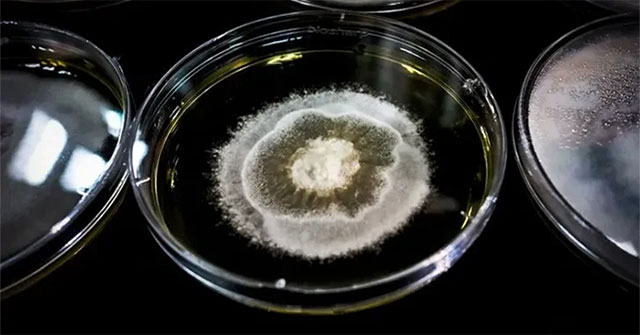 Strange fungus has the ability to 'recycle' plastic and rubber waste