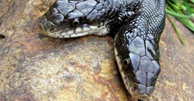 Strange how experts feed 2-headed snakes