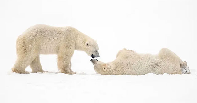 Strange life in the 'polar bear capital'
