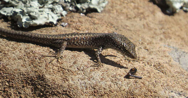 Strange lizards can change sex in the womb