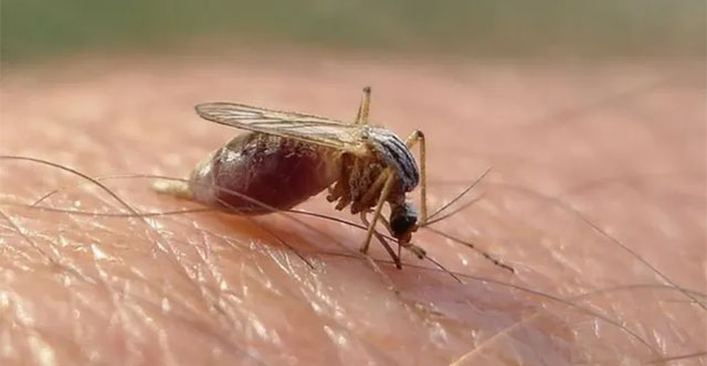 Strange mosquito helps police solve a complicated case, the culprit's identity is surprising!