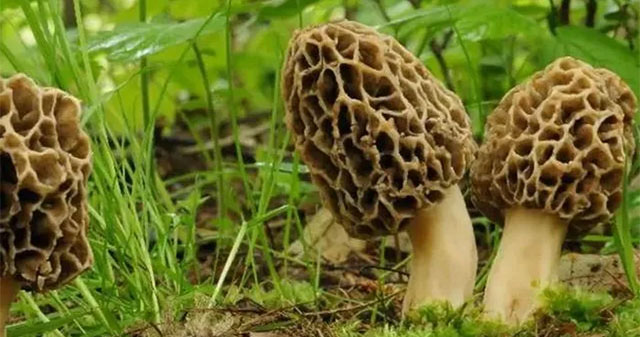 Strange mushroom species 'appears and disappears' on the mountain, thrives on lightning