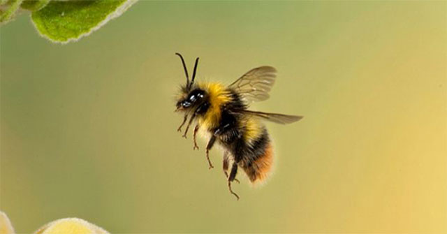 Strange phenomenon when honey bees fly over the mirror