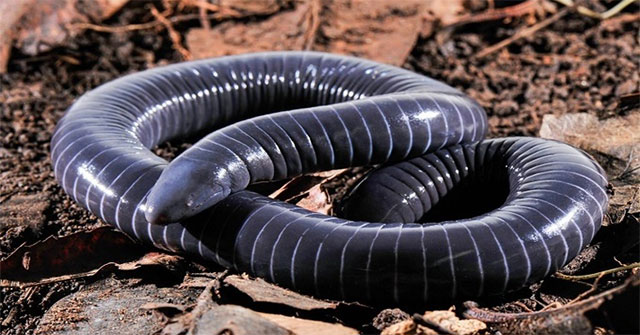Strange snake-like animals have venom in their mouths