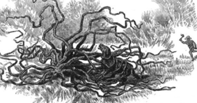 Strange story about man-eating plants