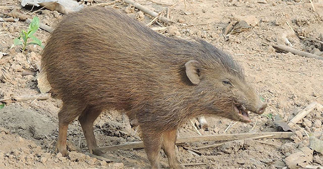 Strange, the world's smallest pig breed thought to be extinct