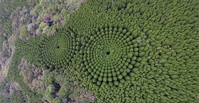 Strange tree circles in Japan, suspected of being aliens