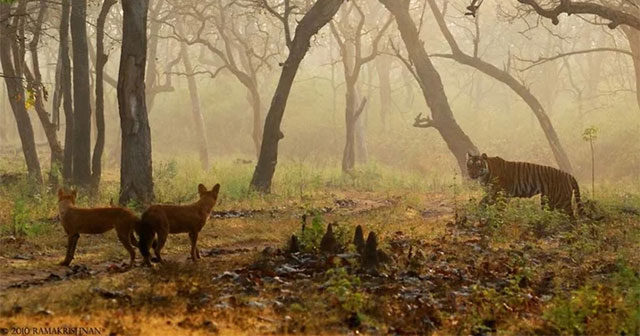Strange wild dog can kill tigers