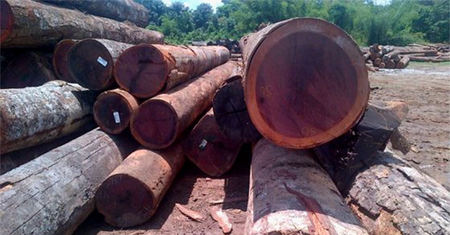 Strange wood with the ability to change color: Ranked among the world's top in hardness and durability, Vietnam also grows it