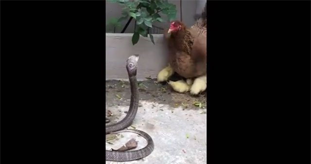 Strangely, a hen fights with a cobra to protect her ducklings