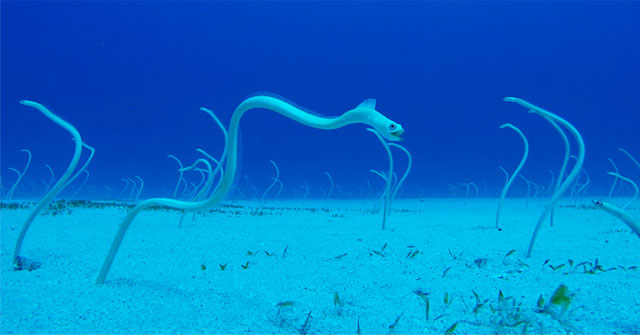 Strangely, eels all their lives just stand still and wait for food to be 'offered' to their mouths