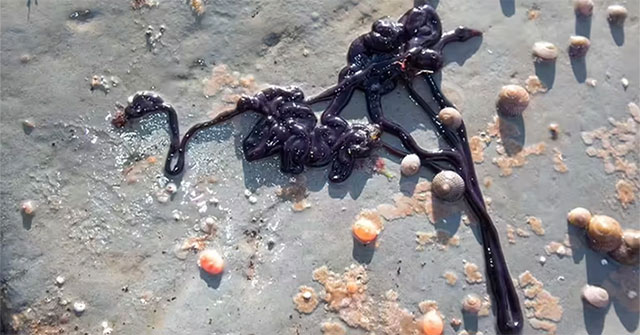 Strangely small creatures, but longer than blue whales