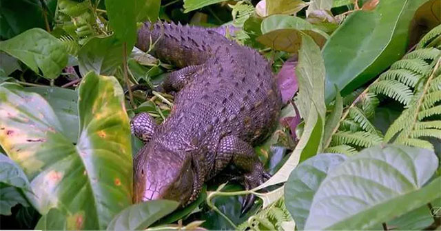 Strangely, the animal looks like a crocodile but it's not a crocodile, even experts are surprised
