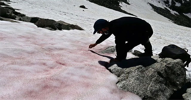 Strangely the snow turns watermelon color and sweet like sugar in summer