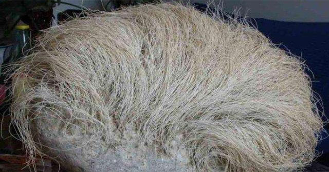 Strangely, the stone 'grows' white hair by itself, more startled to know it costs billions of dong
