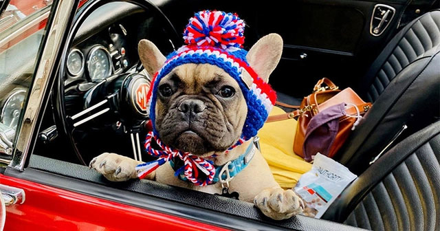 Strangely, the town has been voting for a dog for 20 years, but the latest voting results are surprising