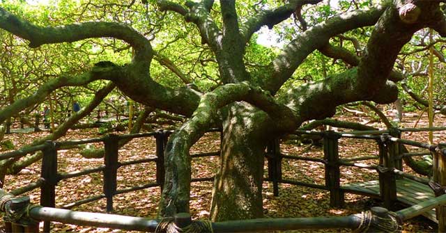 Strangely, the world's largest cashew tree is twice as big as a football field.