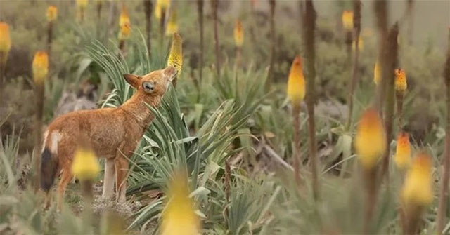 Strangely, wolves in Ethiopia love to eat nectar.