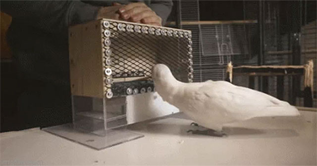 Stunned by parrot's ability to play golf