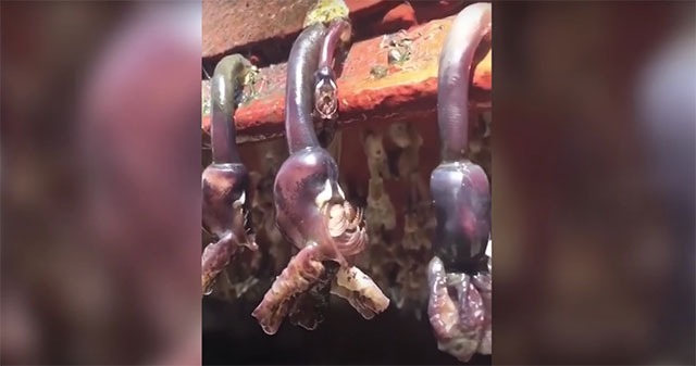 Stunned with strange creatures like coming from aliens