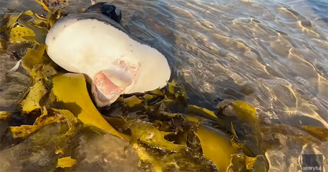 Stunned with strange sea creatures, mouths like humans