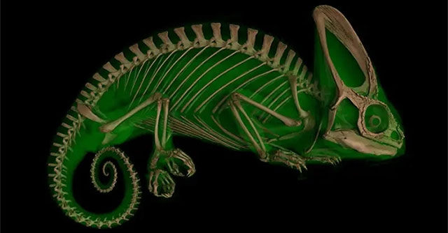 Stunning photos of animals through X-rays