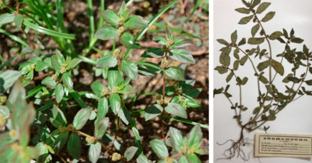 Successfully extracted anti-cancer compounds in milkweed