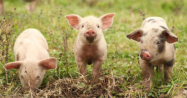 Successfully revived the brain of a pig that had been dead for nearly an hour