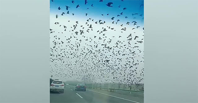 Suddenly appeared a giant flock of crows flying over the highway