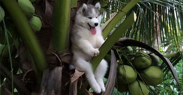 Super funny stuck moments of animals because of the 'wild' trot