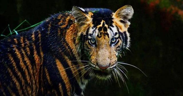 Super rare 'Black Tiger' in India, weighing over 500kg, easily took down a 4 meter long crocodile alone