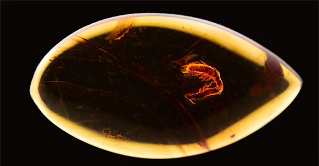 Surprise with a piece of amber preserving 'a love affair' from 38 million years ago