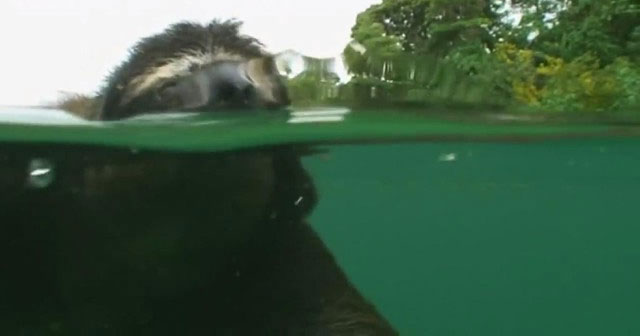Surprise with the slowest animal in the world, but can swim extremely fast