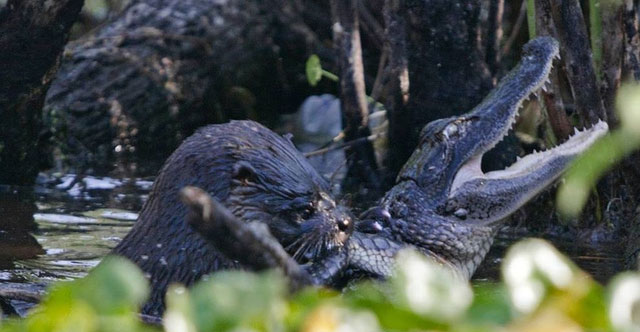 Surprised by the animal that looks holy but makes crocodiles and leopards run away when they meet