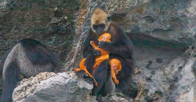 Surprised by the sight of a rare white-headed langur 'husband and wife' holding their cubs on Cat Ba island