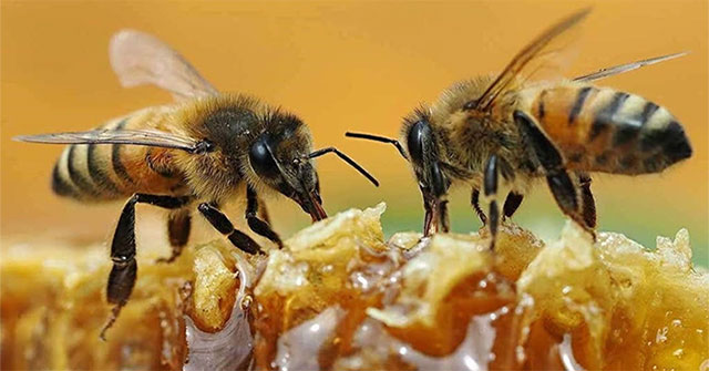 Surprised with the ability to know even and odd numbers of honey bees