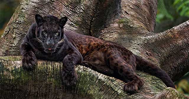 Surprising facts about the black panther - the inspiration for the character Black Panther
