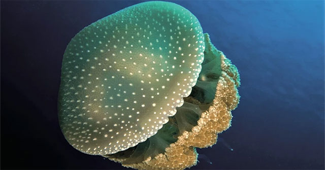 Surprising number of invertebrate species extinct in Australia