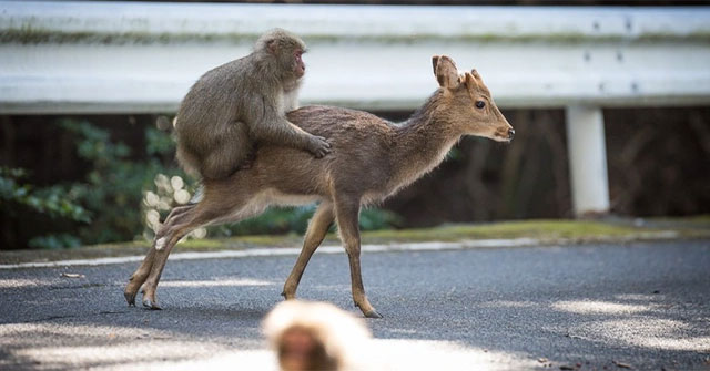 Surprisingly, now Japanese monkeys can ride deer!