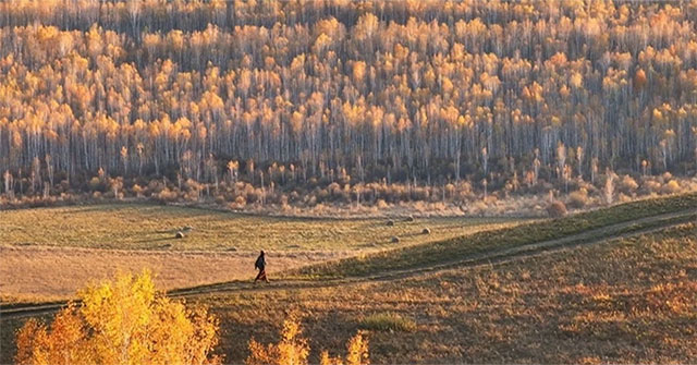 Surreal Autumn Beauty on the Great Xing'an Mountains