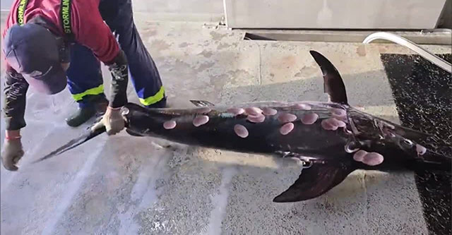 Swordfish survives with body full of horror holes