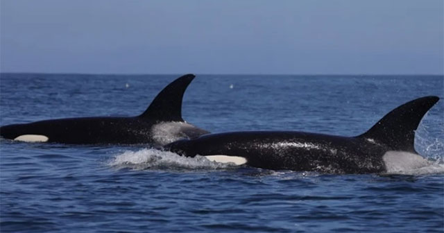 Tactics that help killer whales hunt the largest fish on the planet