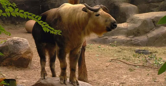 Takin: Animal with the body of a bull, it looks gentle but is more fierce than a leopard