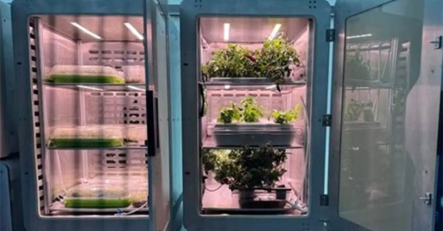 Technology of growing plants in the dark