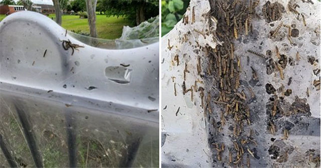 Terrified giant caterpillar web spread all over the park in England