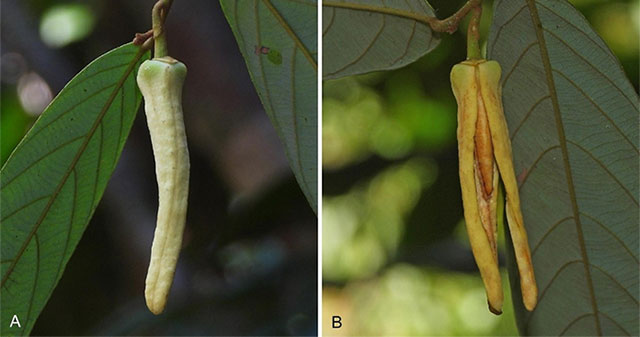 Thailand discovers new plant species, named after Lisa of BlackPink group
